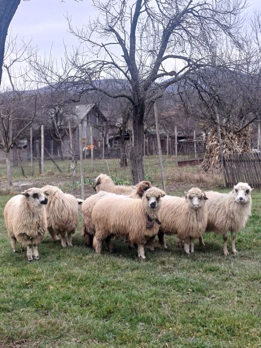 Vand 3 oi si 4 miele