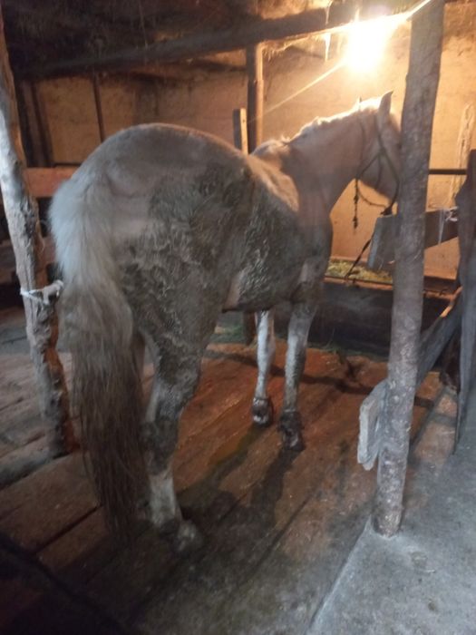 Соғым(откорм) жас биелер сатылады