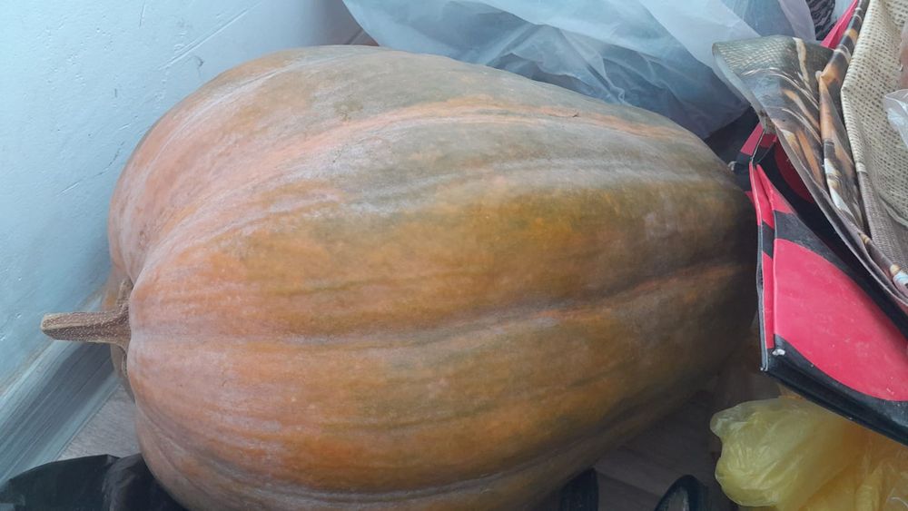Тыквы домашние кг 180тг