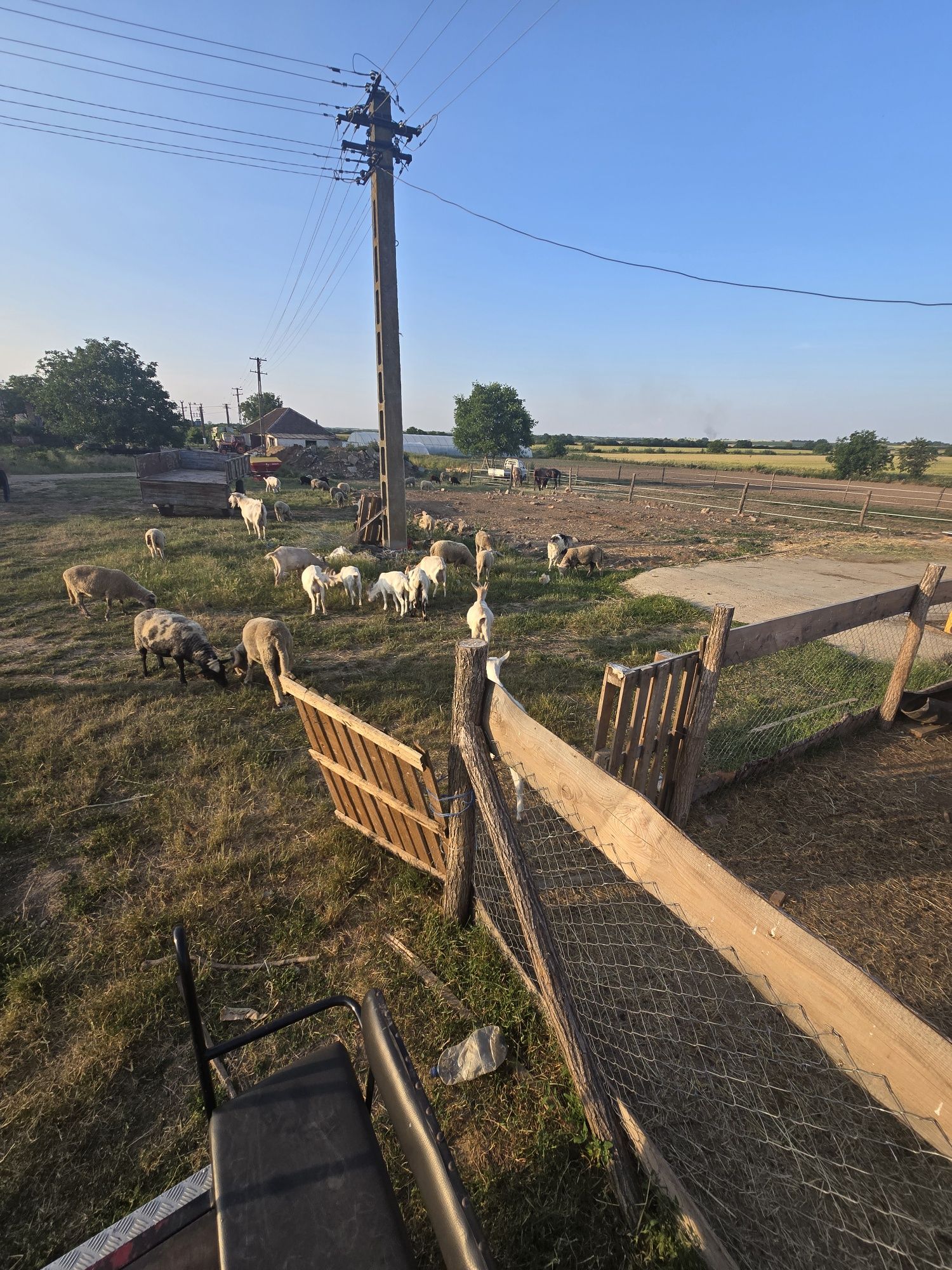 De vânzare capre și iezi sănătoși