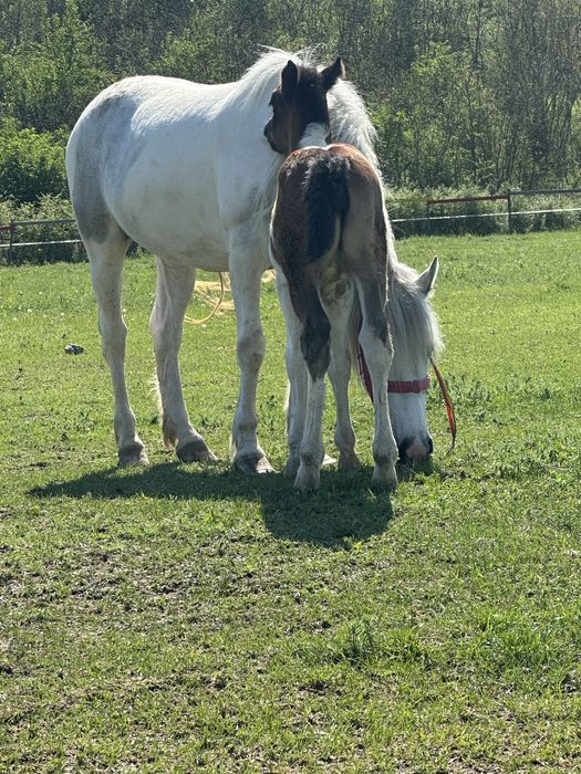 Vand sau schimb 2 iepe gestante