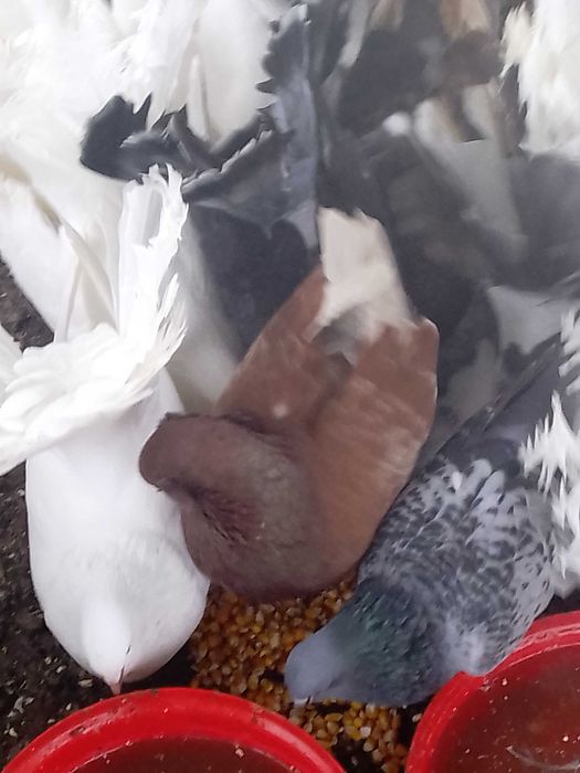 Porumbei de vânzare