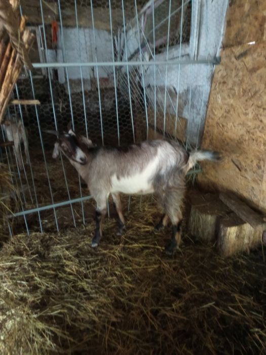 Vand capre si ieduțe