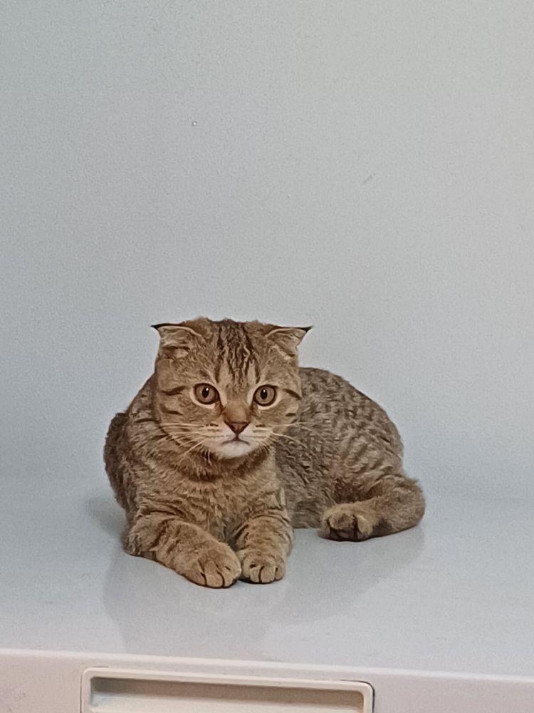шотландский котенок вислоухий
