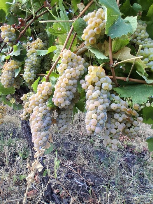 Butasi de vita de vie de anul 3