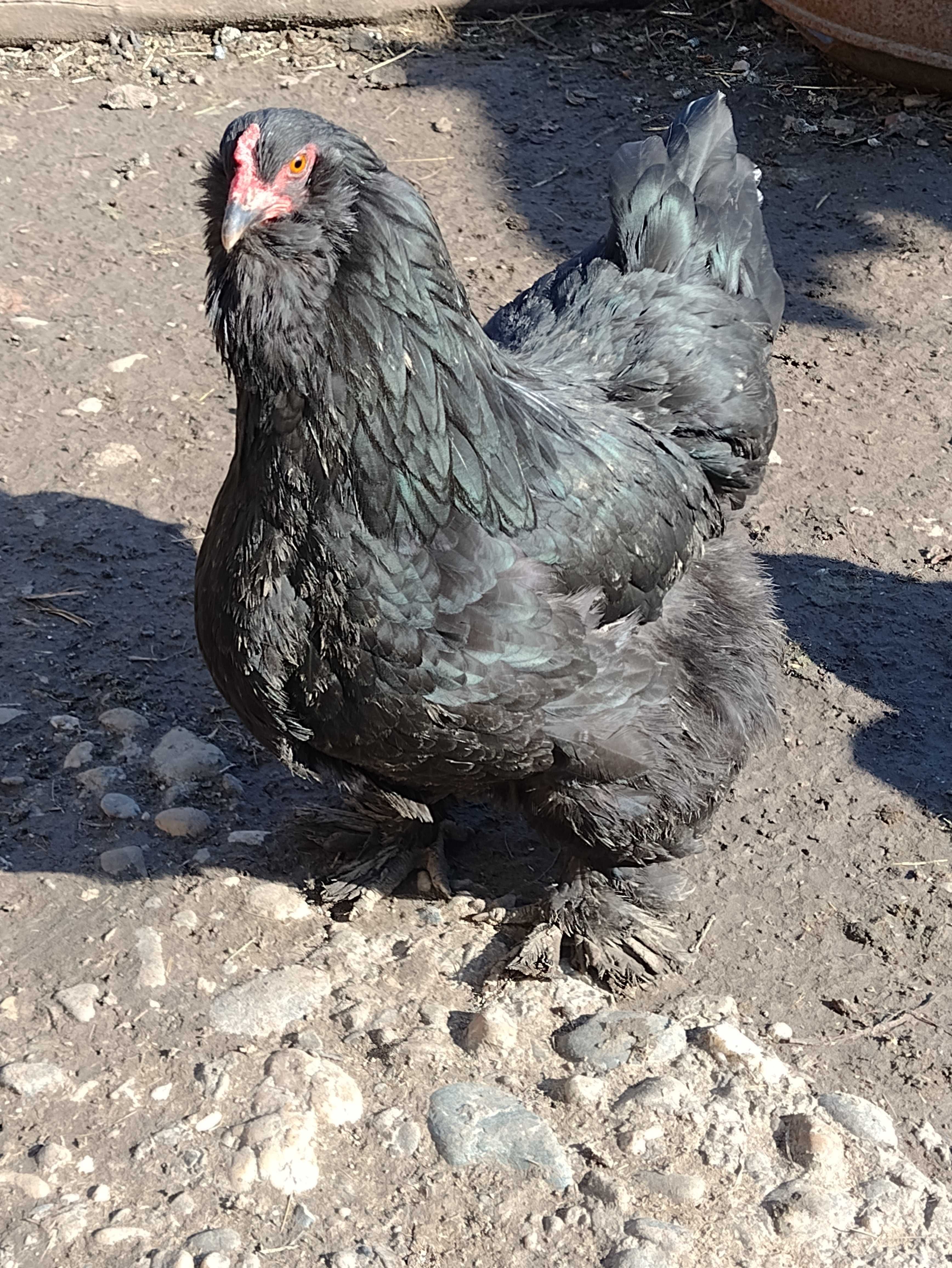 Oua incubație brahma urias