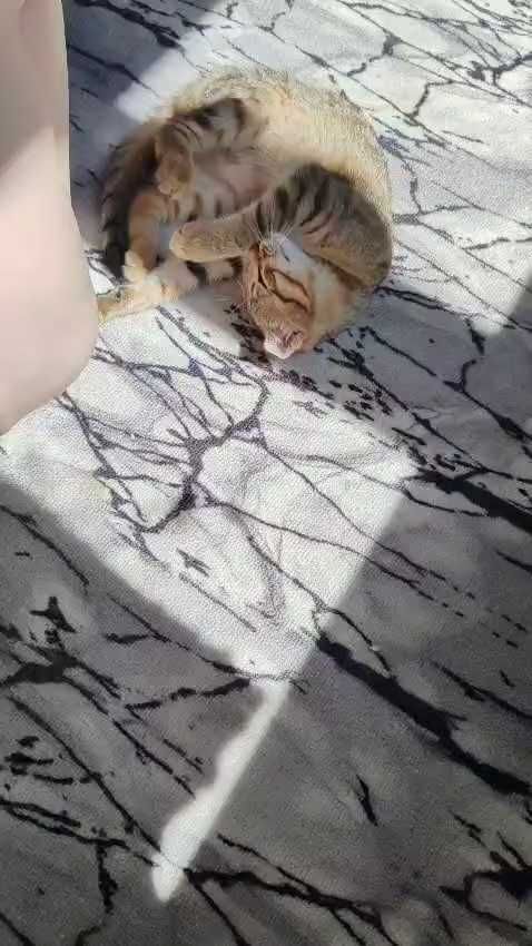 Котёнок вислоухий, мальчик, ищет дом