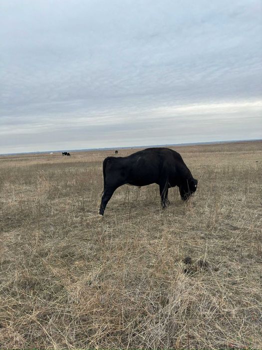 VAND TAURI INTRE 300-600 kg (Dabuleni, Dolj)