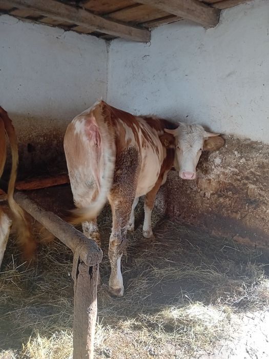 Juninca de 1 an și 4 luni