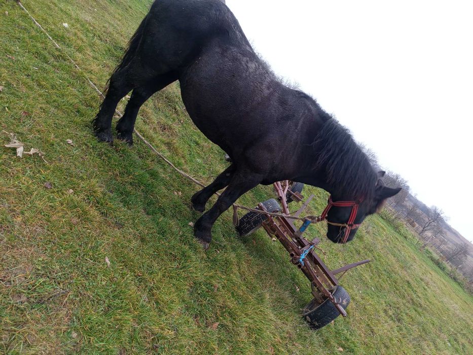 Iapă neagră  foarte buna la pădure