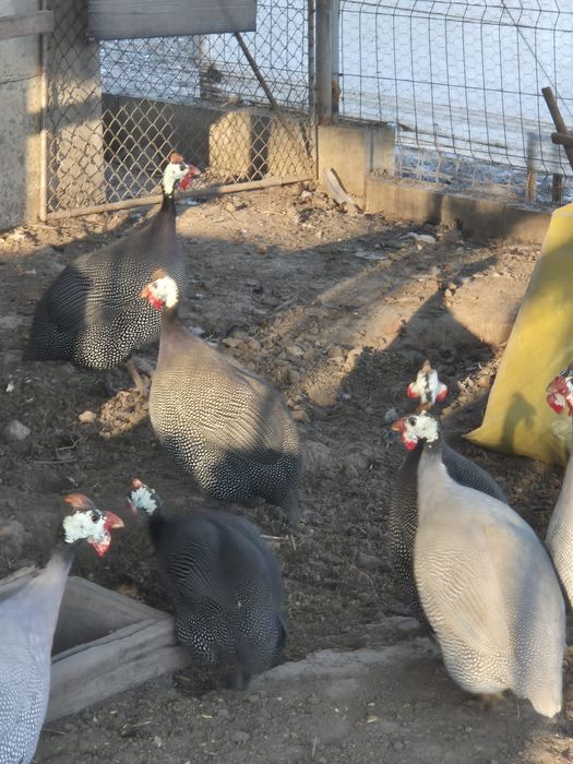 Vând bibilici tinere trei culori