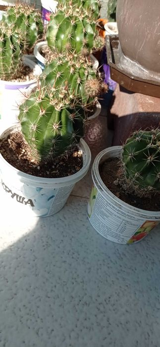 Кактуси в кофички