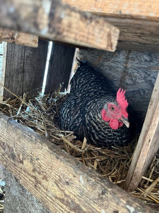 Vând Găini de Țară