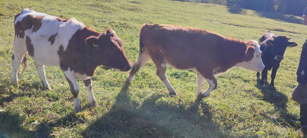 Vand juninci gestante