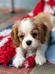 Cavalier King Charles Spaniel cu teste genetice din parinti campioni