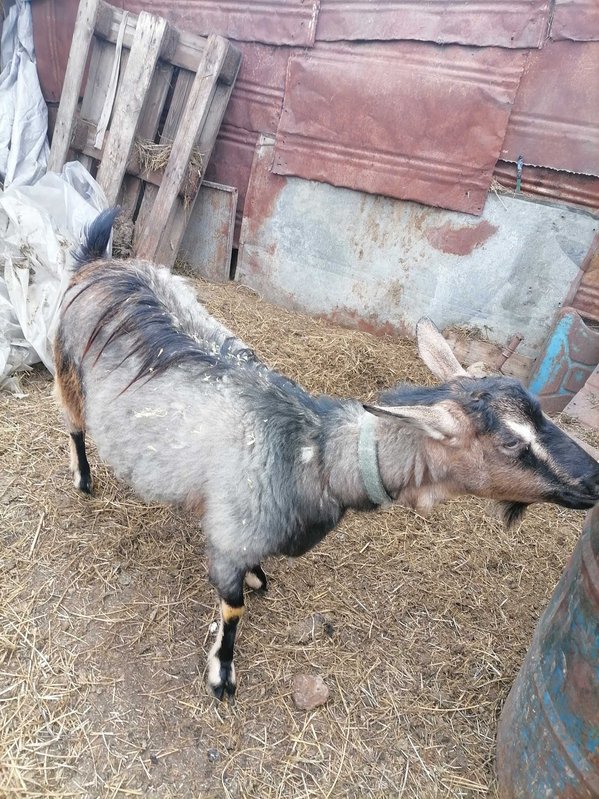 Продам дойную козу