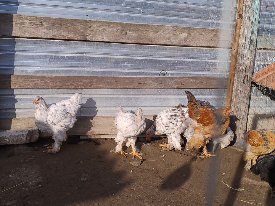 10 brahma de anul acesta