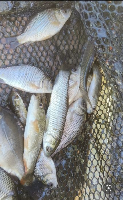 Puiet crap ten sânger plante de iaz