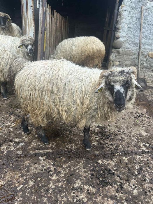 Vand un noatin si 3 mielute