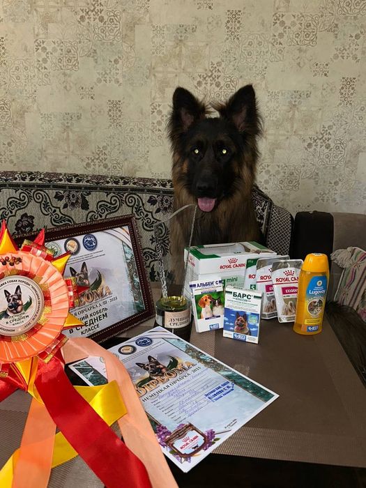 Немецкая овчарка.Вязка.