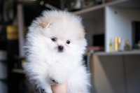 Pomeranian Boo alb de vânzare