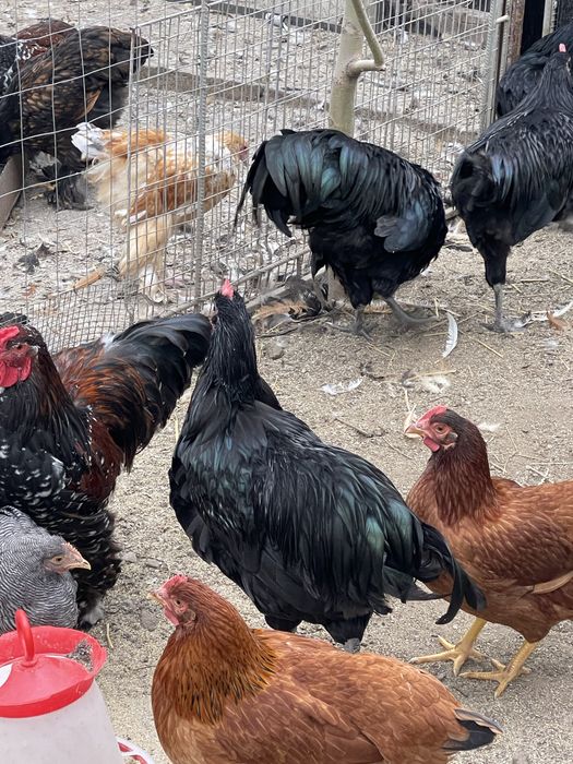Pasari de rasa. Australorp, Plymouth Galben, Brahma