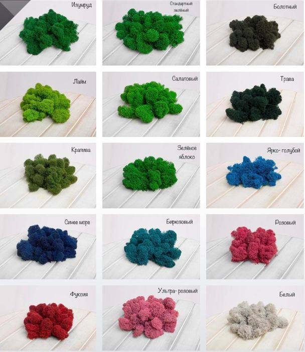 Стабилизированный мох Ягель