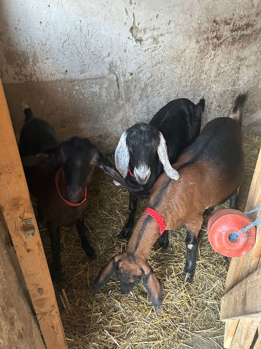 Vând capre Anglo Nubiane