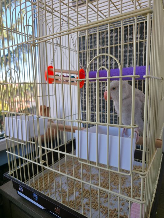 Vand papagal Micul Alexandru