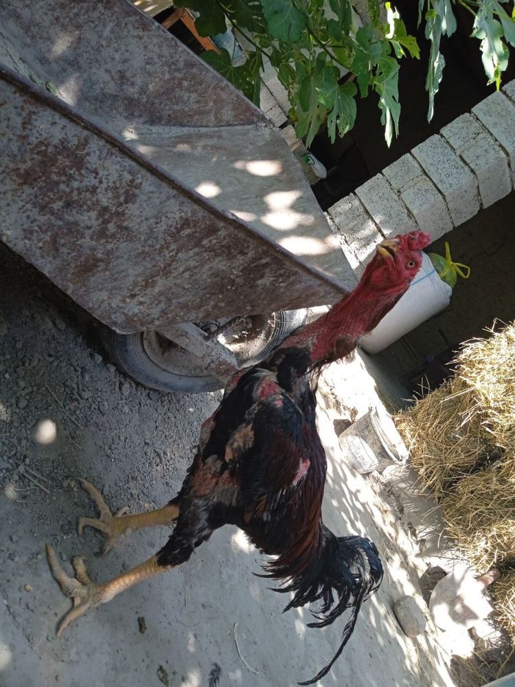 Tozza Dakan xoroz sotiladi