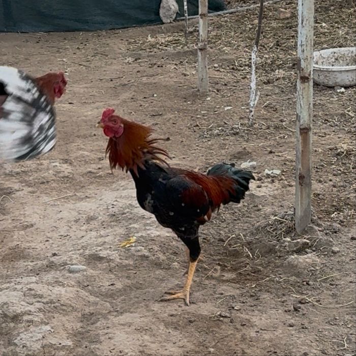 Dakan joja  xo’roz