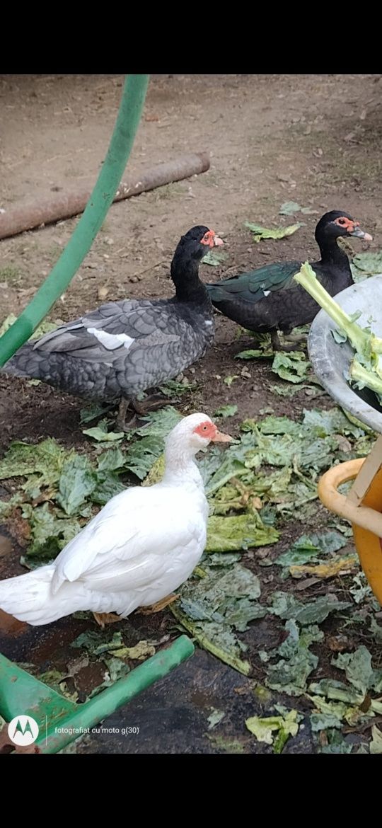 Rate și rățoi lesesti