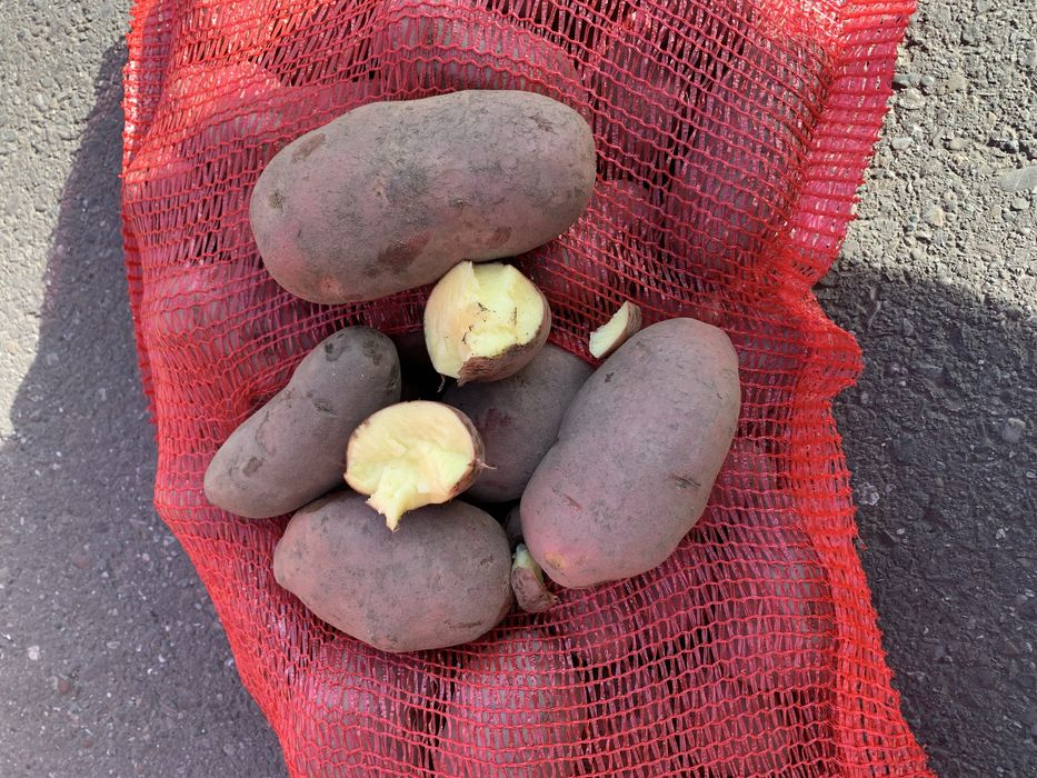 Vand cartofi consum alb rosu