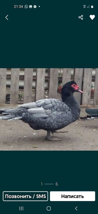 Индаутки крупные