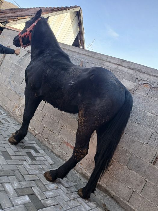 Cal de vânzare în vârstă de 3 ani