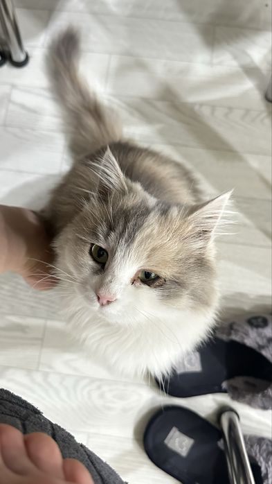Отдам кошку в хорошие руки
