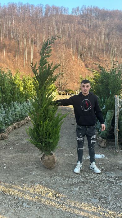 Leylandy la balot de pamnt 100 lei