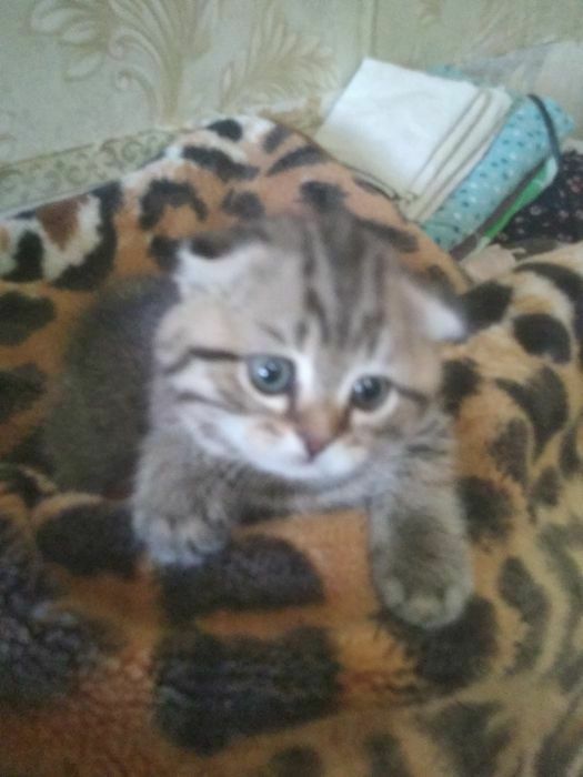 Шотландские котята.