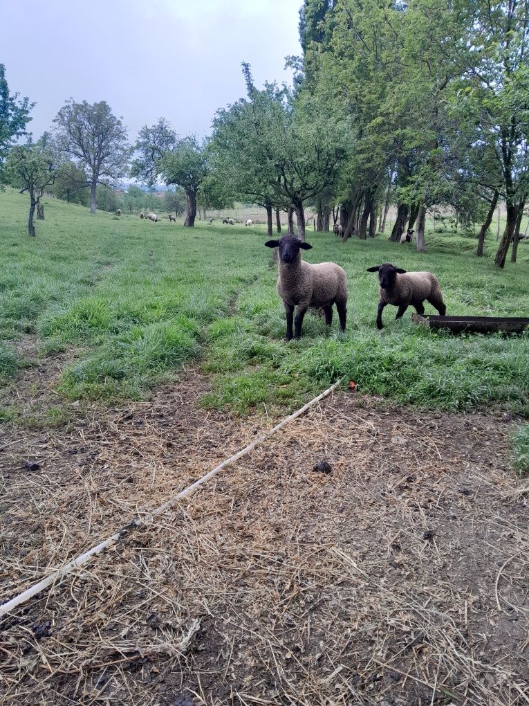 Berbecuț suffolk de vanzare