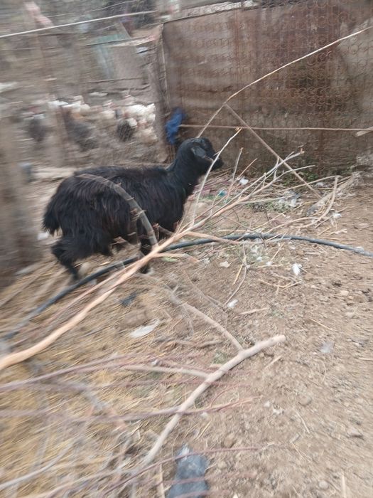 Продаётся арабская коза