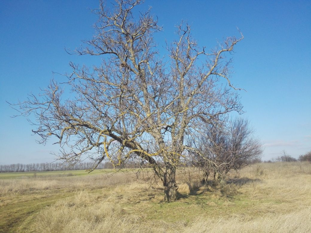 Продава се Парцел в с. Смин, Област Добрич - 8346 кв.м за 12 €/кв.м - Снимка #3