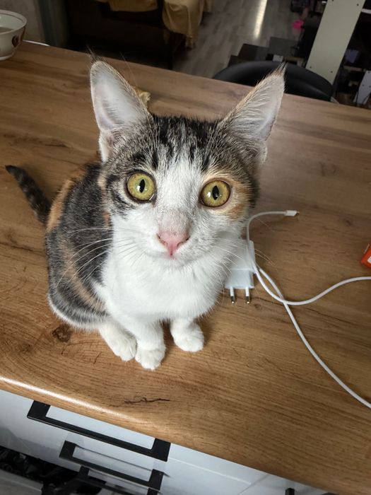 Срочно Отдаем 5 месячного Котю