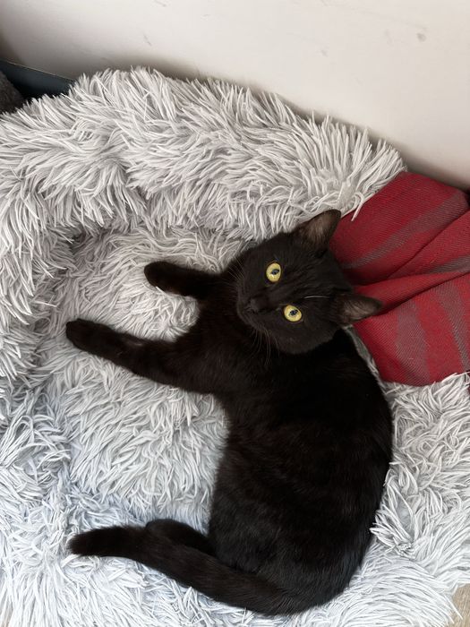 Котику нужен дом!