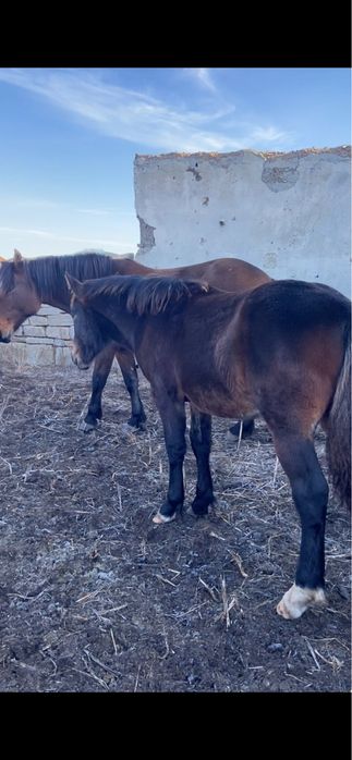 Жеребята полутяж