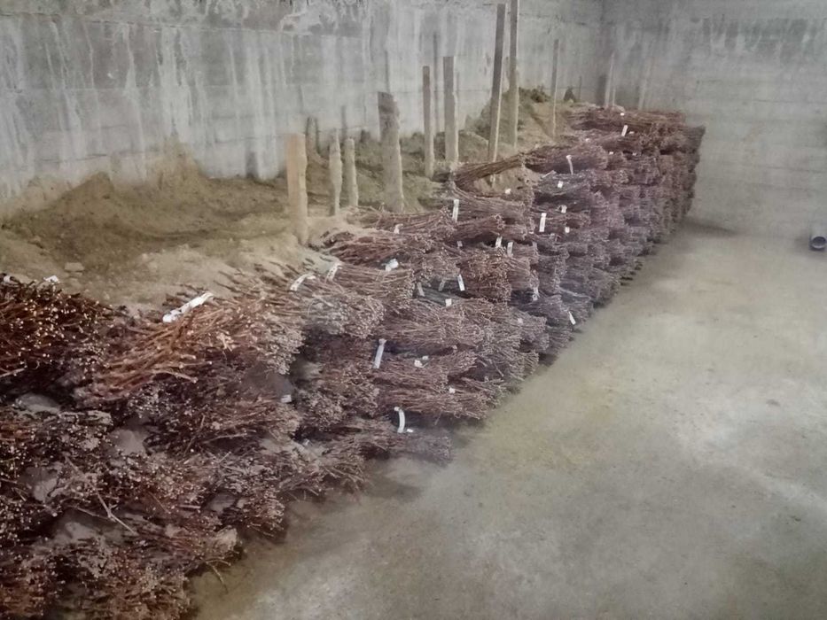 Butasi vita de vie anul 2 soiuri de vin si de masa