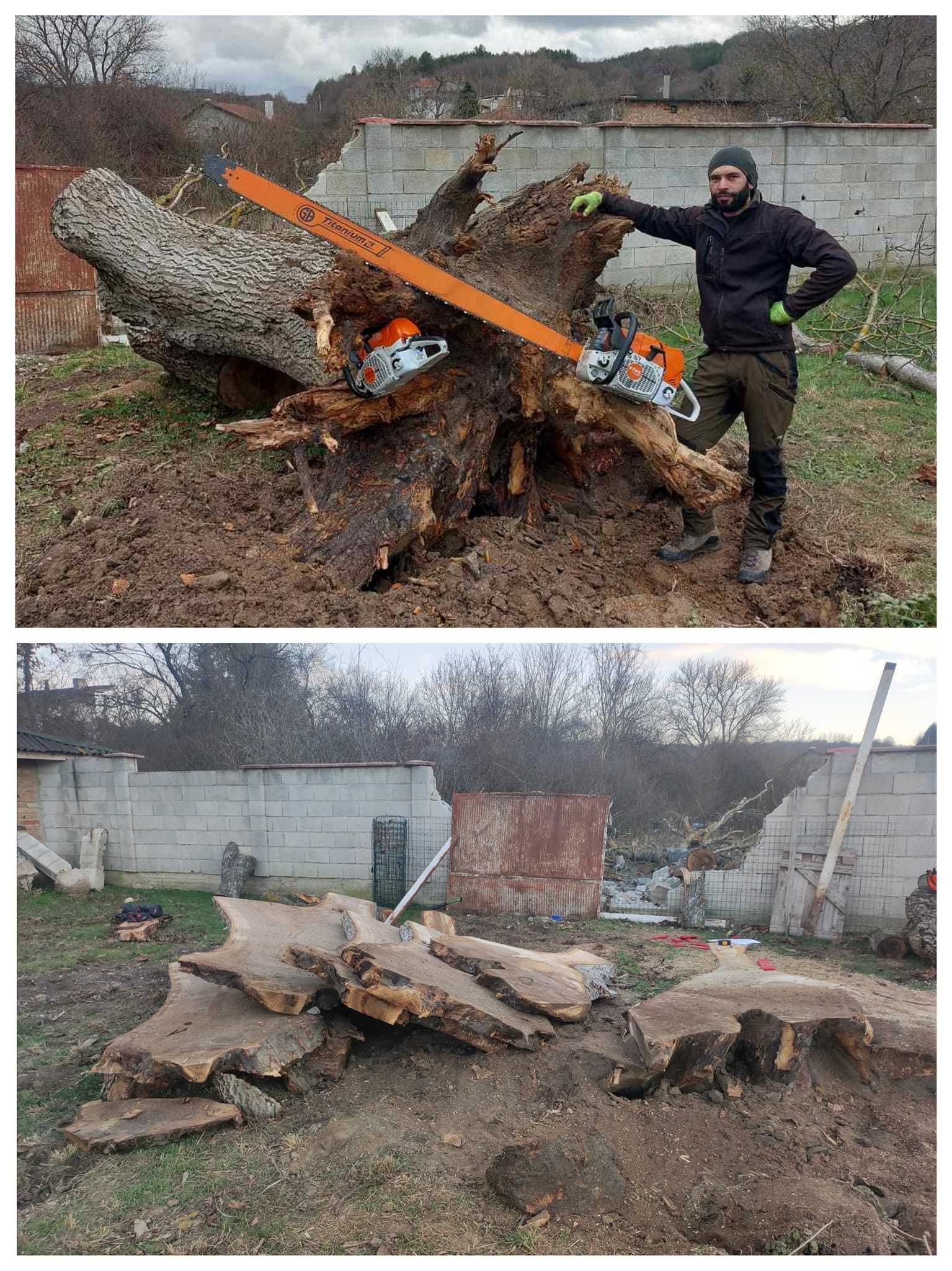 Професионална грижа за дървета, Арборист