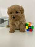 Maltipoo Pudel-bichon