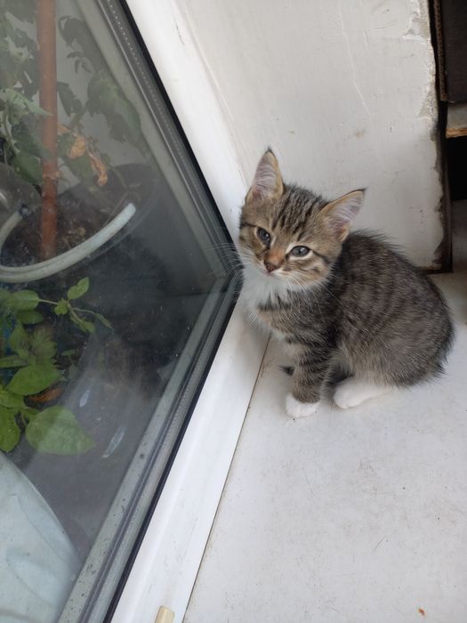 Котята 2 мнсяц два котика и кошечка