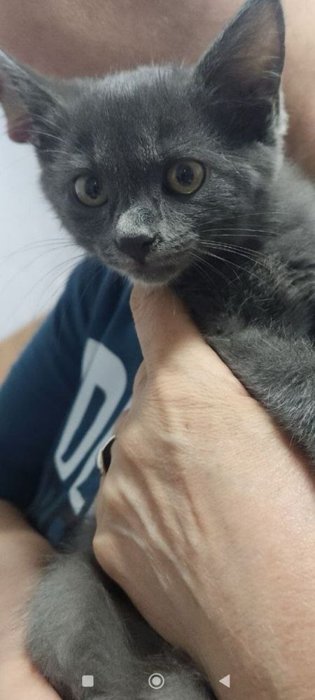 Котенок девочка ласковая