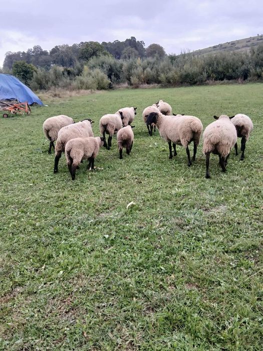 Oi suffolk de vânzare